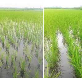 松原市紅旗農場五分廠